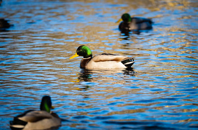 Ducks in pond and sunset