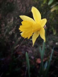 Close-up of yellow flower