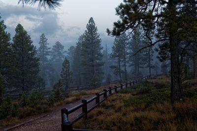 Scenic view of forest against sky