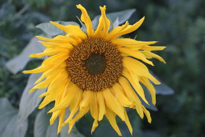 Close-up of sunflower