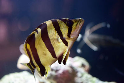 Close-up of fish swimming in aquarium