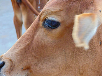 Close-up of horse