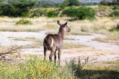 Deer standing in a field