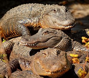 Close-up of crocodiles