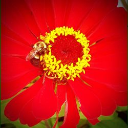 Close-up of red flower