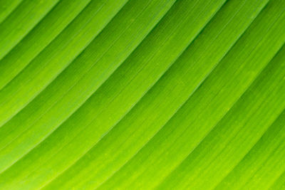 Full frame shot of palm leaf