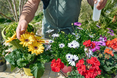 Gardener is spraying clean water or liquid fertilizer on plants at flower shop counter. 