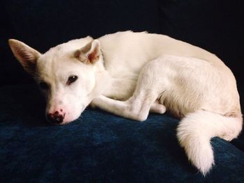 Close-up portrait of dog relaxing on sofa at home