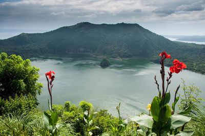 Red poppy flowers growing on landscape