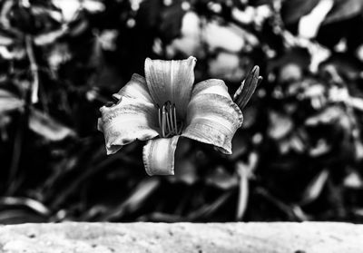 Close-up of white flowering plant