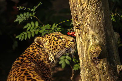 Leopard looking at tree in forest