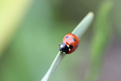 Close-up of ladybug on plant