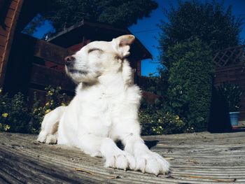 Close-up of dog sitting outdoors