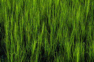 Full frame shot of rice paddy