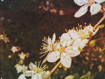 Close-up of white flowers