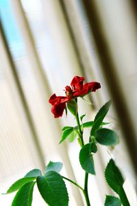 Close-up of red flowering plant