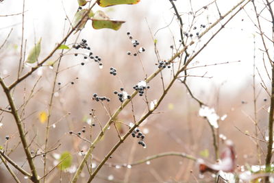 Close-up of snow covered berries on branch