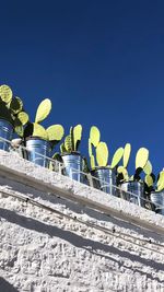Low angle view of prickly pear cactus on surrounding wall against clear blue sky