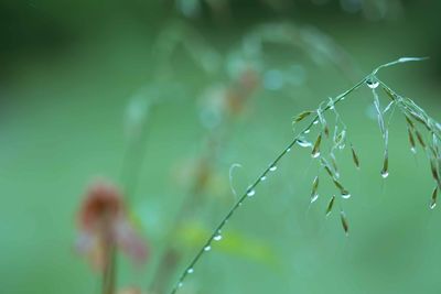 Close-up of water drops on plant