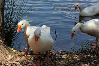 Ducks coming out of the swamp water