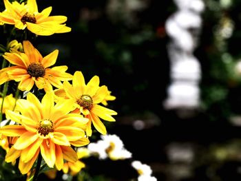 Close-up of yellow flowering plant