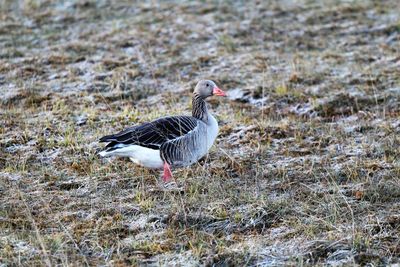 Goose on a frozen field.