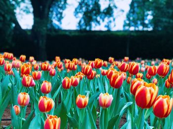 Close-up of flowers blooming outdoors