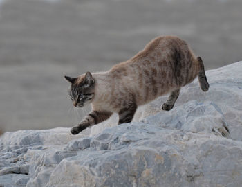 Cat against clear sky