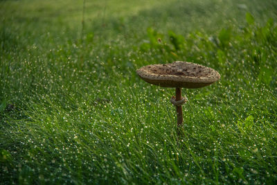 Close-up of mushroom on field