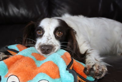 Close-up of a dog