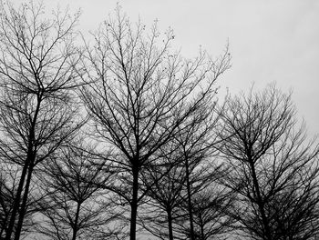 Low angle view of bare trees against sky