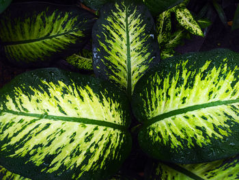 Close-up of fresh green leaves