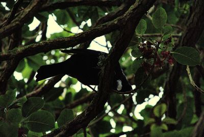 Low angle view of bird perching on tree