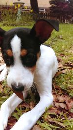 Close-up of dog looking away