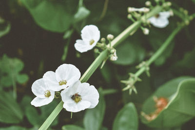 Close-up of white flowering plant