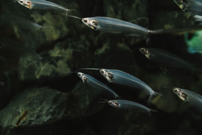 Close-up of fish swimming in aquarium