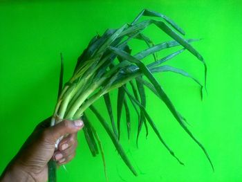 Cropped hand holding scallion against green background