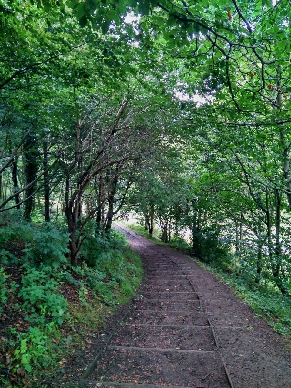 tree, nature, forest, footpath, the way forward, tranquil scene, landscape, outdoors, scenics, tranquility, day, no people, beauty in nature, green color, grass