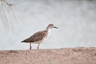 Close-up of bird perching on a land