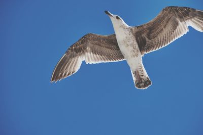 Low angle view of seagull flying against blue sky