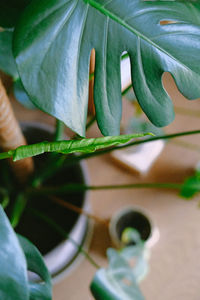 Close-up of white flower on plant