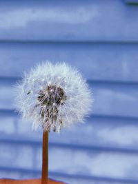 Close-up of dandelion flower