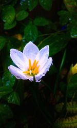 Close-up of water lily blooming in pond