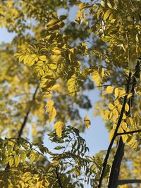 Close-up of yellow flowering plant