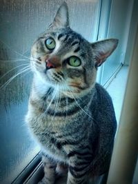 Close-up portrait of cat