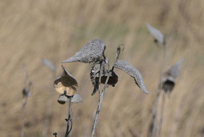 Dried seed pods