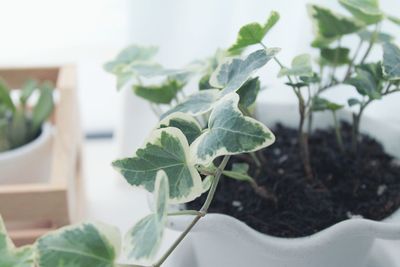 Close-up of potted plant