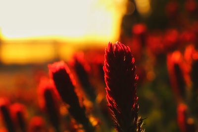 Close-up of red flower growing on field against sky during sunset