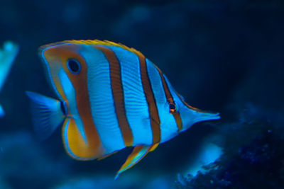 Close-up of fish swimming in sea