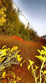 Yellow flowers growing on tree